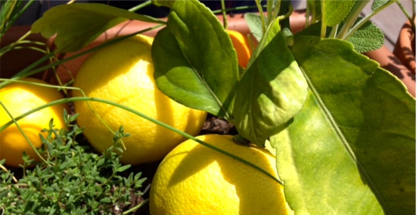 Lemons and thyme growing together