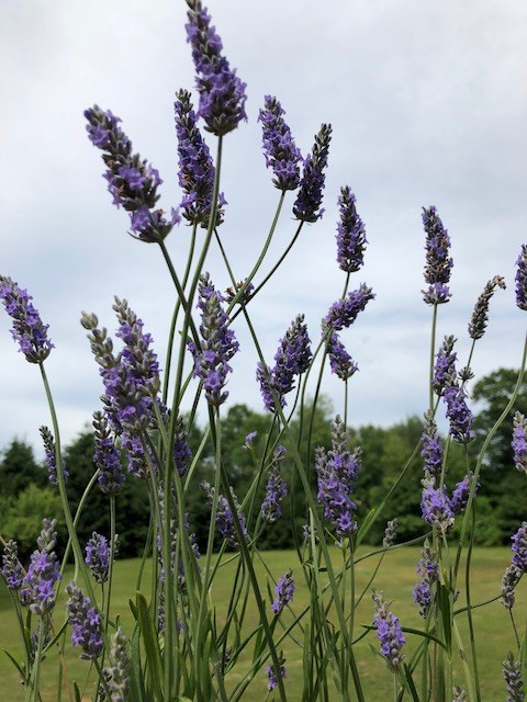 Lavender in bloom